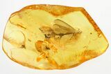Detailed Fossil Winged Termite and Two Flies In Baltic Amber #321785-1